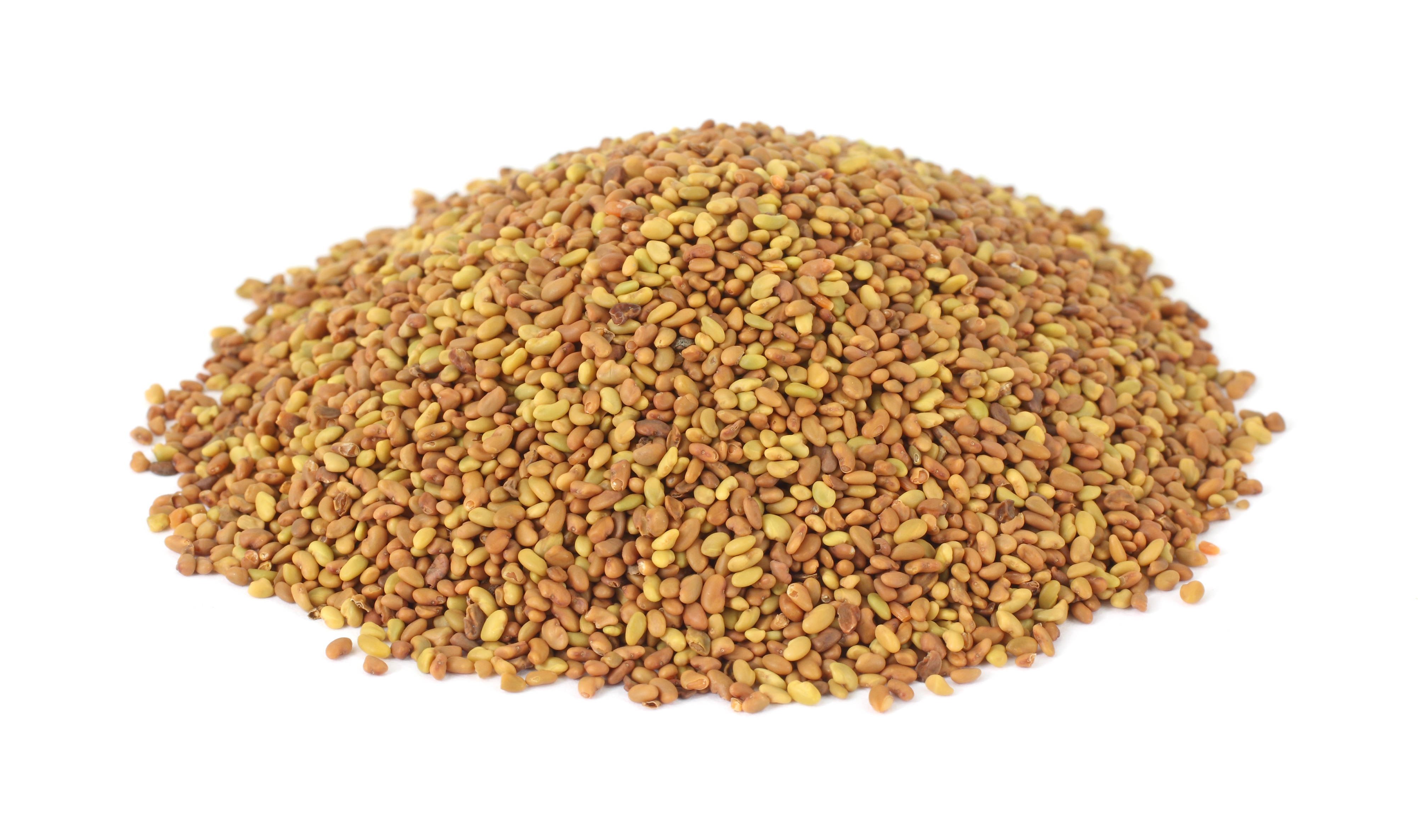 Elrihanna Alfalfa seeds